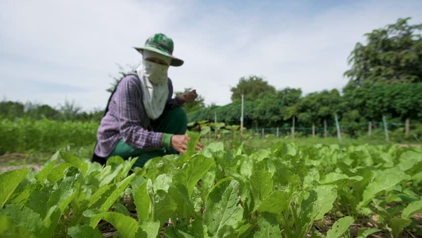 Gardeners are inspecting the bok choy planted in the plot Royalty-Free Stock Footage #1109789863