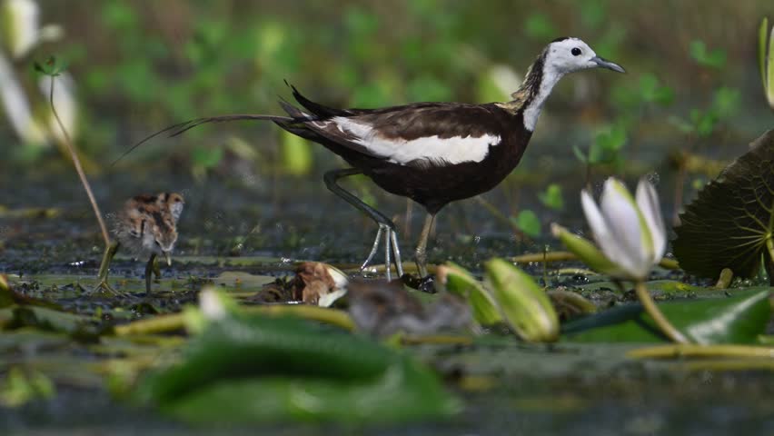 Pheasant tailed Jacana with Beautiful Chicks Feeding in water Lily Pond in Morning