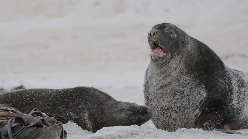 Closeup Of New Zealand Fur Seal Fighting On The Sandy Beach In Sandfly Bay, Dunedin, New Zealand.  | Shutterstock HD Video #1109791343