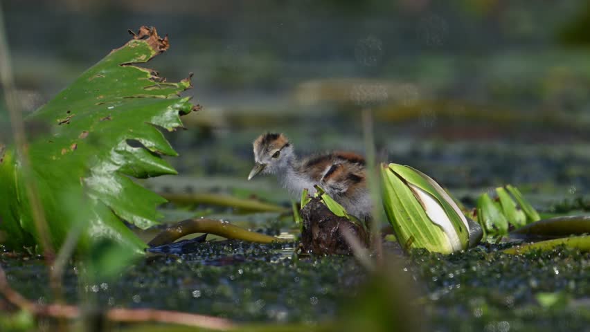 Beautiful Chicks of Jacana Feeding in water Lily Pond in Morning