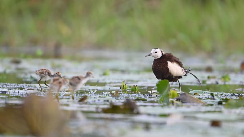 Pheasant tailed jacana Saving Chicks from rain
