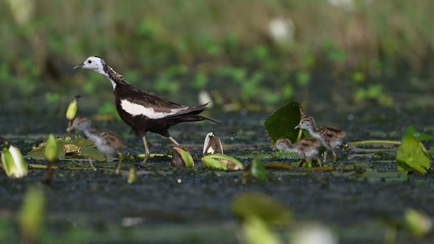 Pheasant tailed Jacana with Beautiful Chicks Feeding in water Lily Pond in Morning
