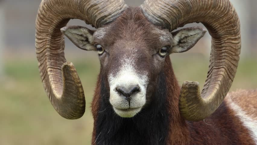 Close up of Mouflon, ram head looking into the camera. Portrait of mouflon slow motion Royalty-Free Stock Footage #1109792859