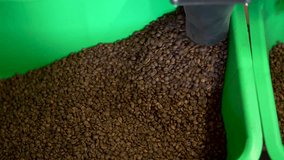 At the roasting stage, coffee beans are rejected by photo fixation. bad and defective grains are separated from good ones and poured into a container. coffee production. roasting coffee beans
