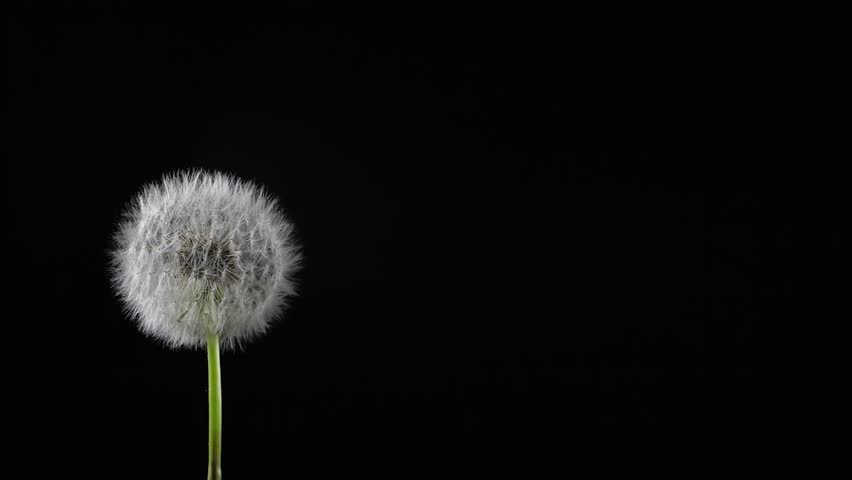 Beautiful texture of blowing fluff off a dandelion for using in composition, on black background isolated. Hair loss, alopecia concept. Slow motion 200 fps Royalty-Free Stock Footage #1109793257