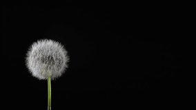 Beautiful texture of blowing fluff off a dandelion for using in composition, on black background isolated. Hair loss, alopecia concept. Slow motion 200 fps