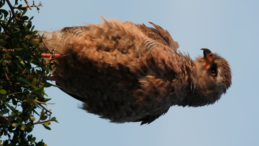 Vertical Close Up View Of Golden Eagle Standing Against The Sky During Sunset.