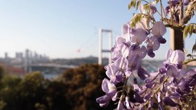 Spring in Istanbul 4k video. Wisteria sinensis and Bosphorus Bridge on the background. Travel to Istanbul 4K footage.