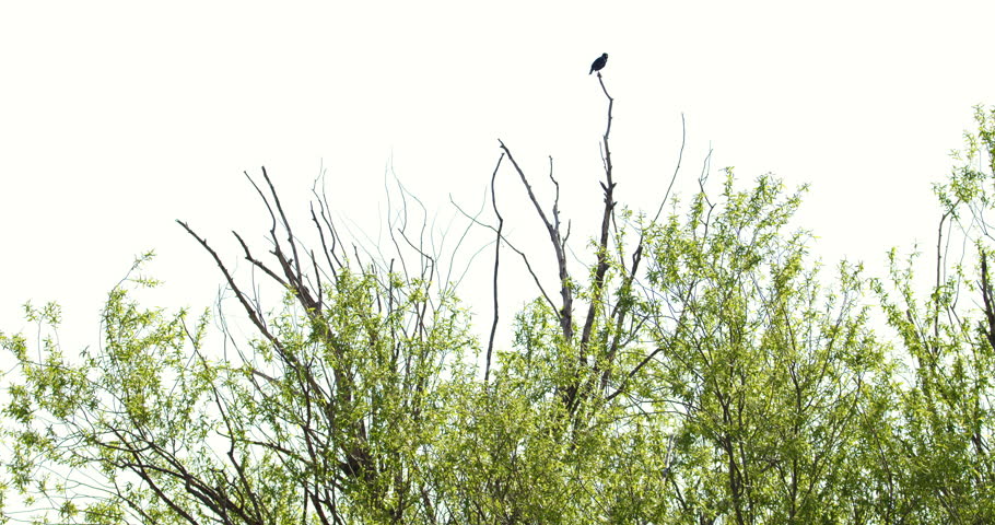 Lonely bird standing on a high tree branch