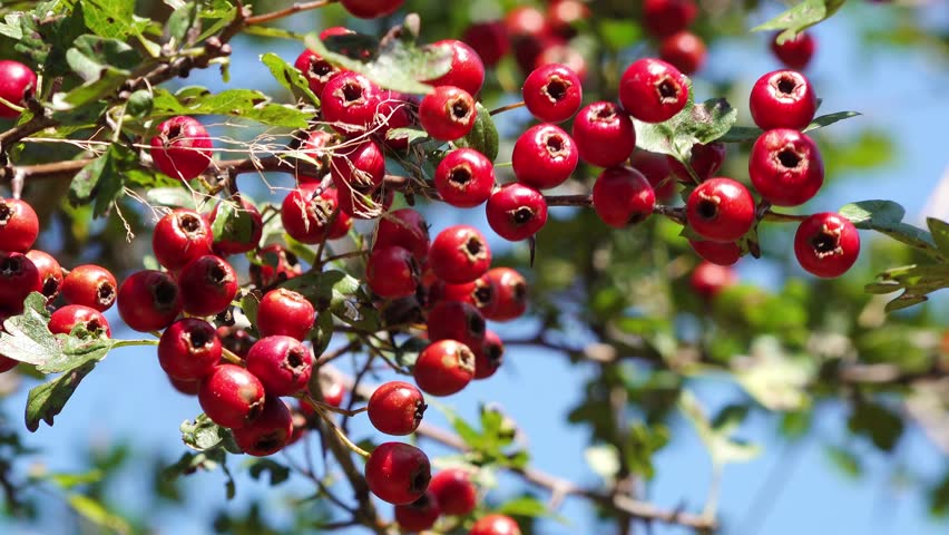 red fruits at the hawthorn in the natue in autumn
