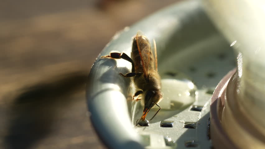 Bee on a drinking bowl with sweet water in an apiary, close up, macro. Feeding of bees during the absence of honey collection. Bees close-up on a jar of water and yellow syrup