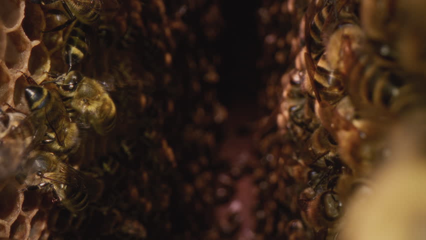 Dolly macro shot is a bee in a hive. Worker bees walk and work inside the hive in the apiary. Pollen is put into the cells of the honeycomb. They create eggs for a colony of bees. Honey in combs Royalty-Free Stock Footage #1109802955