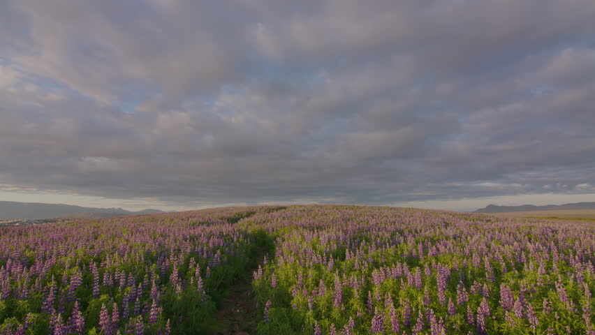 Small airplane flying over field of Lupine flowers Reykjavik Iceland summer | Shutterstock HD Video #1109804261