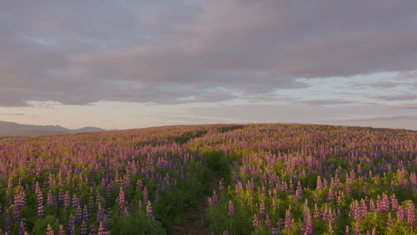 Open sky above a path through a field of Lupine flowers golden hour Iceland | Shutterstock HD Video #1109804263