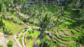 Ceking Rice Terrace (Tegalalang Rice Terrace), Ubud, Bali, Indonesia, October 2023
Aerial drone video of spectacular and beautiful rice terraces and palm trees