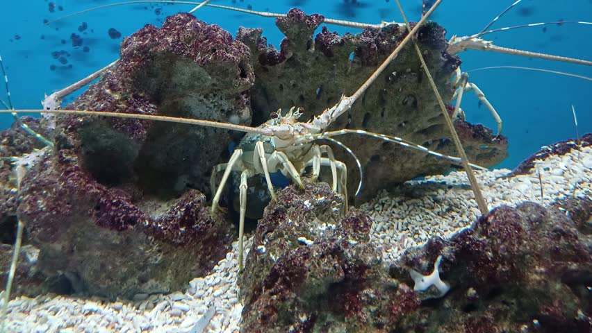 Close up of lobster in aquarium at Institute of Oceanography, Nha Trang city, Vietnam.