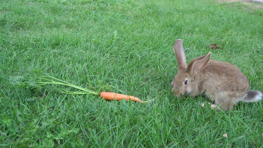 rabbit eats carrots,sits a rabbit on the green grass and eats a carrot Royalty-Free Stock Footage #1109805519