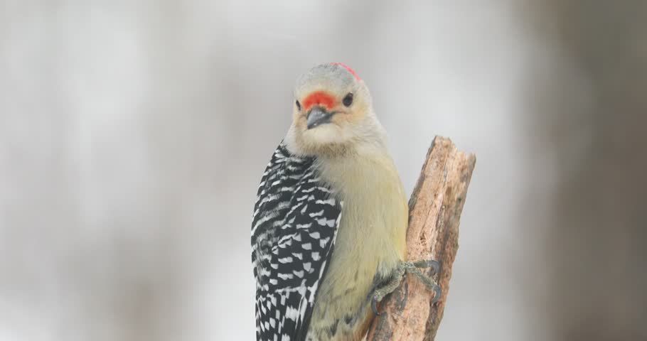 4K Red Bellied Woodpecker On A Snowy Day