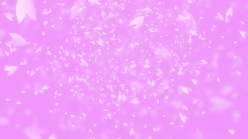 Pink cherry petals falling and flying away in the wind on pink background. A scene of Spring time in Japan. Royalty-Free Stock Footage #1109806619