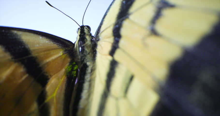 This is a shot of a swallowtail Butterfly on a Flower. Shot on a Canon R5C