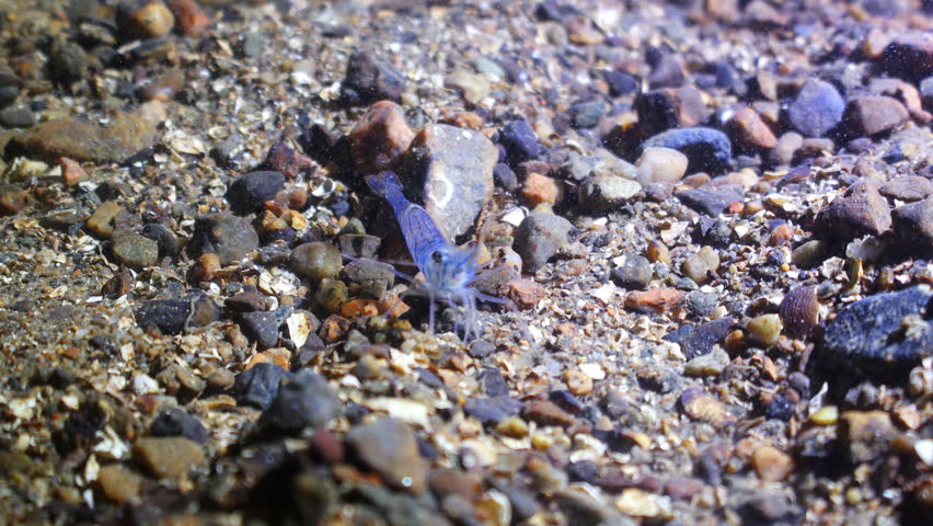 A Common Prawn walks over the seabed, Oban, UK