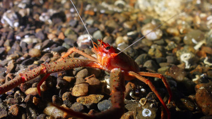 Underwater shot of bright red Squat lobster with long claws resting on sea bed, Oban UK.