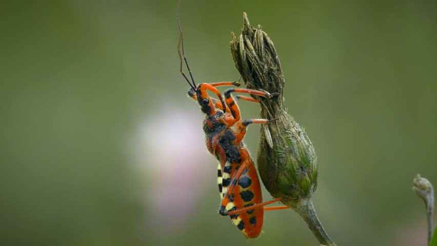 The predatory Red Assassin Bug (Rhynocoris iracundus) turns on a dry flower, close-up.