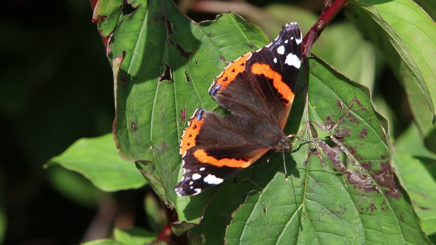 Red Admiral Butterfly. Autumn. England. UK