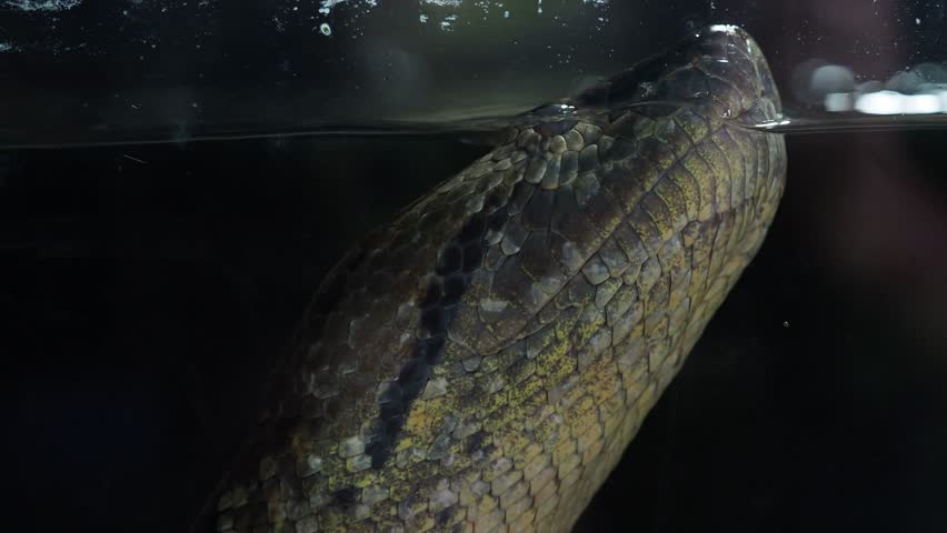 Green anaconda (Eunectes murinus). Big anaconda underwater.
