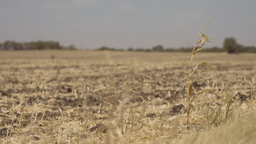 A Severe Drought and Heatwave in Texas Turns Crops To Dust Royalty-Free Stock Footage #1109816613