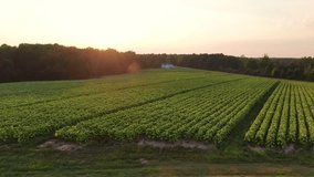 Sunset Over A North Carolina Tobacco Field in 4K