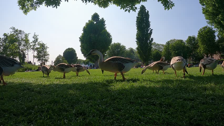 A Gaggle of Swan Geese waddle around grazing and feeding on lawn grass in at Heidelberg city Park with People relaxing in Background