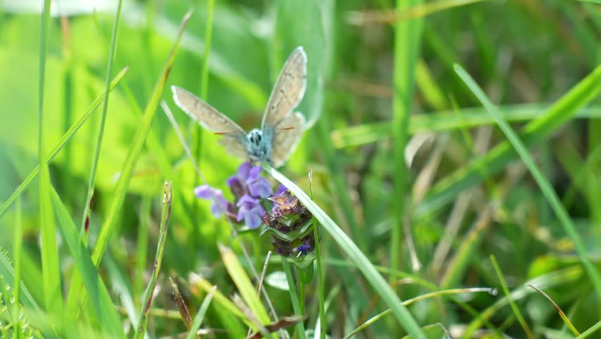 Butterfly and bumblebee among grass