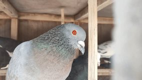 Footage of of a specific pigeon in a cage. Close image of beautiful pigeons of a different kind. Indian Fantail fancy breed Pigeon kept in a cage for sale in the shop.Portrait of a beautiful pigeon.