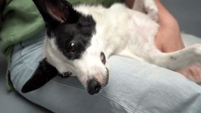 sleepy cute dog enjoys petting woman's hand. Relaxed time with pet. close up video footage. Calming anxious dog. woman sitting on the floor with cute white and black dog on her lap