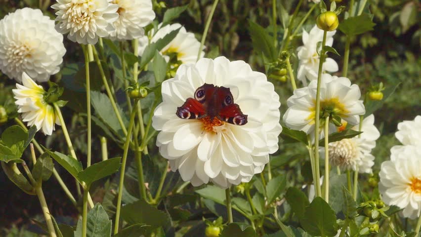 Aglais io (European peacock or peacock butterfly) on a large white dahlia flower in the autumn garden.