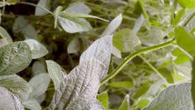 Rays of morning sunlight shine down upon ripe, green soybean plants.Focus on the lower portion of the plant, including the roots, stems and little hairs. A drop of dew hangs off of the plant stem.