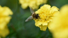 Macro video of insect fly on big marigold collecting pollen footage