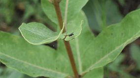 Macro video of the southern green stink bug Nezara viridula climbing a leaf in summertime	