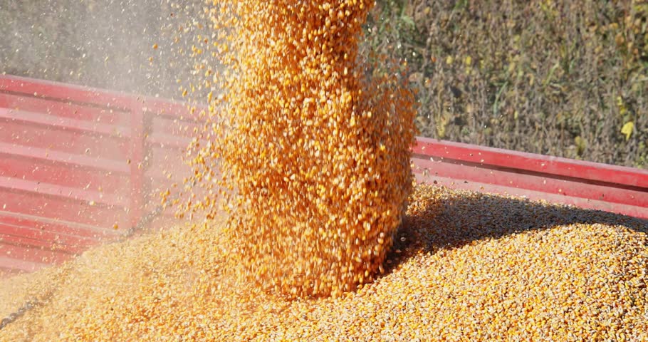 Corn harvest, close-up of combine transferring freshly harvested corn into tractor-trailer for transport to the silos, slow motion