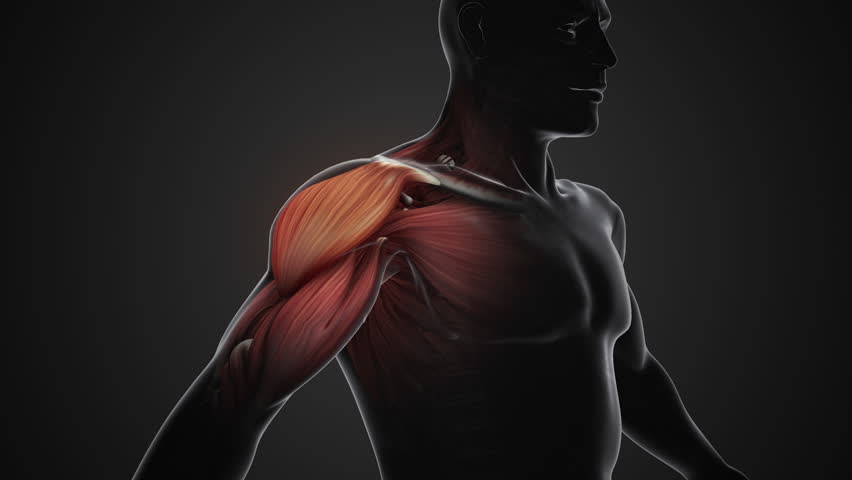 Pain and injury in the shoulder muscles Royalty-Free Stock Footage #1109828607