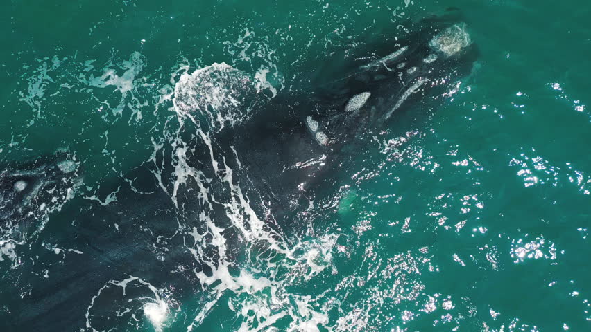 The southern right whales, Eubalaena australis. Mother and calf of the Right Whales swim near Brazilian shore near the town of Imbituba