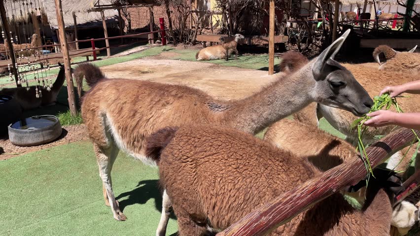 People feeding alpaca on a farm