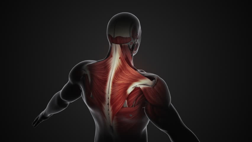 Pain and injury in the Trapezius muscles Royalty-Free Stock Footage #1109835281