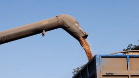 Unloading the combine harvester. Harvest season, work in the field. Unloading of grain by a screw loader into car for transportation to the elevator. Close-up shot. 4K slow motion 120 fps video - Powered by Shutterstock - Get 15% off with code: PIKWIZARD15