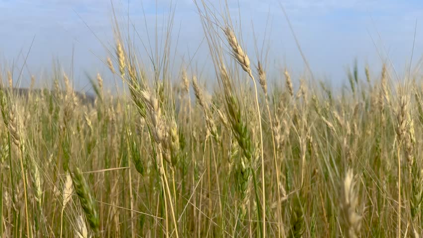 Wheat plants moving in the wind 4K 60fps Yemen Royalty-Free Stock Footage #1109841309