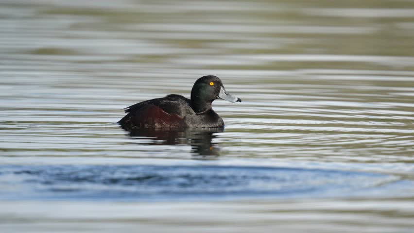 Male new zealand scaup aka black teal dives underwater in slow motion Royalty-Free Stock Footage #1109841389