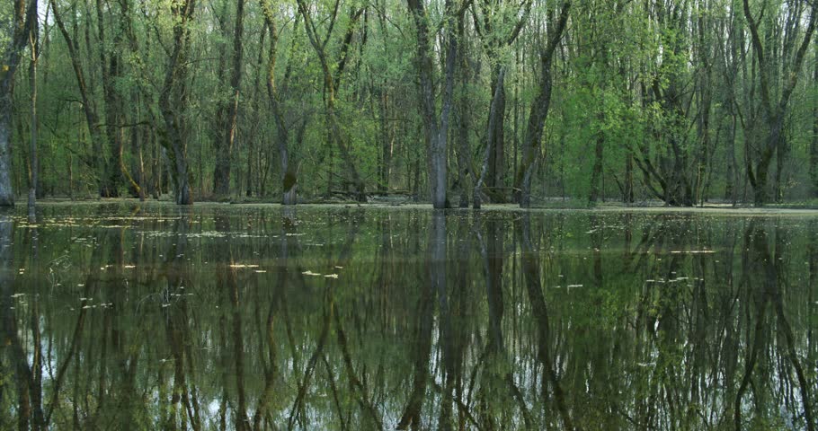Flooded forest in Lonjsko polje, Croatia