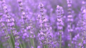Close-up of lavender flowers blooming in farm