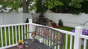 A miniature dachshund dog that is resting on a bench in a suburban backyard.